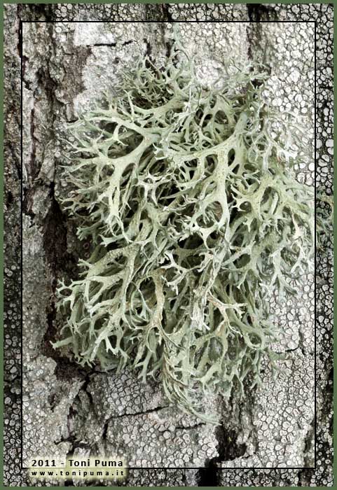 Lichene frondoso siciliano